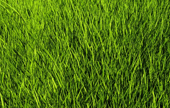 NATURE, GRASS, GREENS, GRASS TEXTURE, TEXTURES