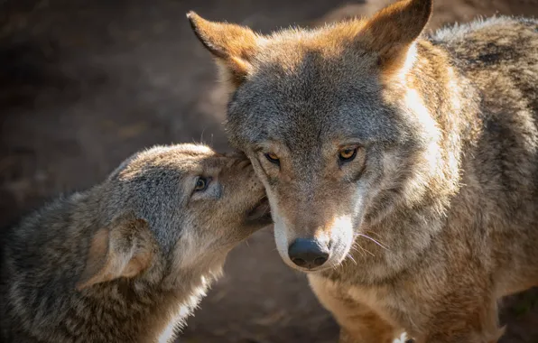 Look, face, pose, wolf, portrait, pair, wolves, two