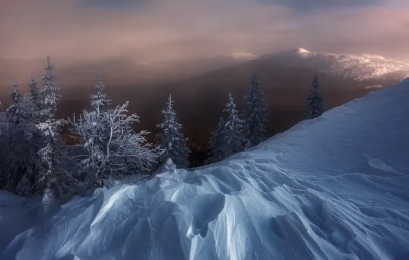 Winter, snow, trees, fog, frost