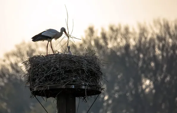 Nature, socket, storks