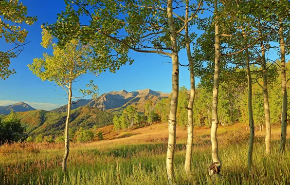 Autumn, leaves, trees, mountains, slope, Colorado, USA, aspen