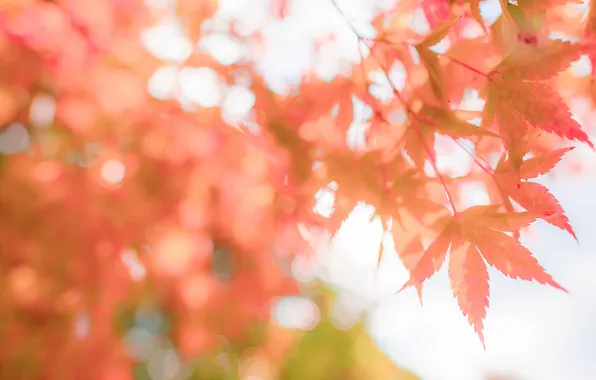 Autumn, leaves, nature