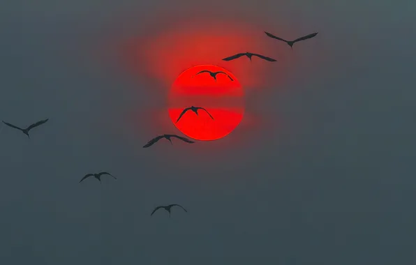 Picture the sky, the sun, sunset, birds