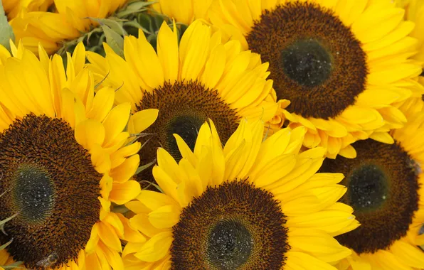 Picture macro, sunflowers, suns
