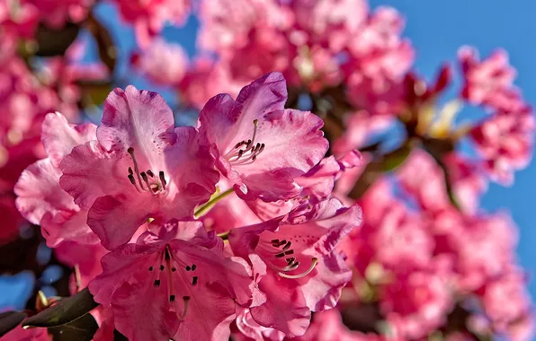 Picture the sky, nature, petals, garden, inflorescence