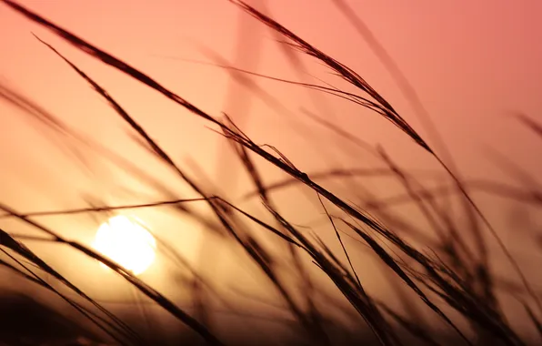 Picture the sky, grass, color, the sun, macro, sunset, plants, silhouette