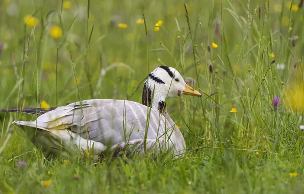 Picture grass, bird, duck, ©Tambako The Jaguar