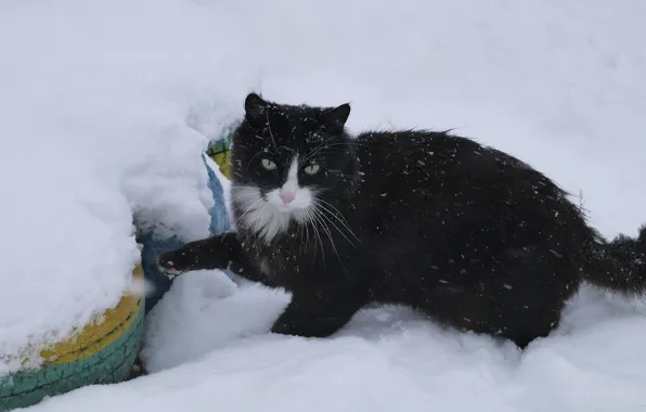 Cat, snow, cats, in the snow, cat, snow, cats, snow cat