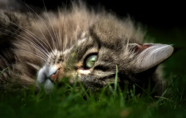 Cat, grass, look, face, Cat, lies