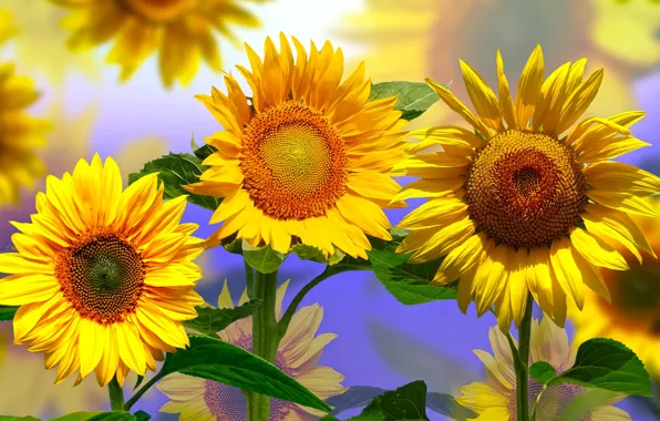 Graphics, Sunflowers, flowers