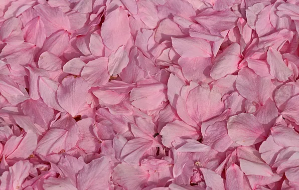 Picture macro, petals, pink