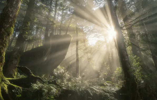 Forest, the sun, rays, light, trees, branches, thickets, trunk
