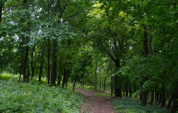 Picture forest, summer, trees, nature, Russia, path, June, Samara