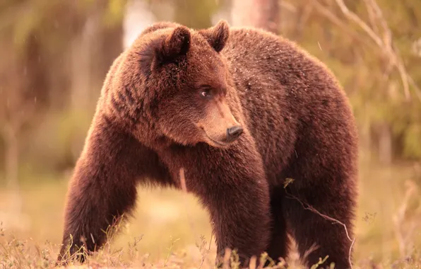 Look, face, nature, pose, bear, profile, brown bear, young