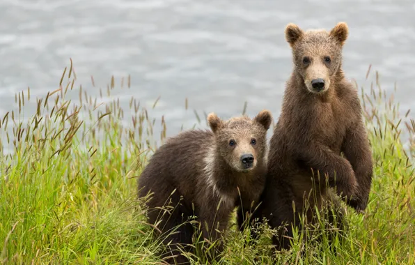 Grass, look, pose, river, shore, paws, bears, pair