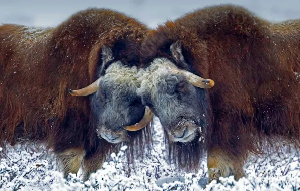 Snow, wool, Alaska, horns, USA, musk ox