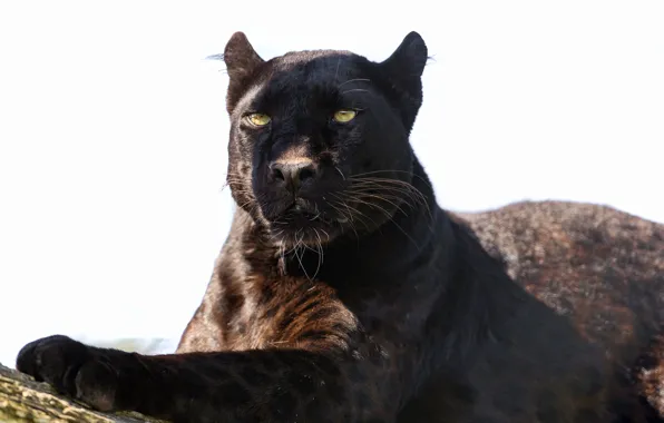 Cat, shadow, Panther, leopard, ©Tambako The Jaguar