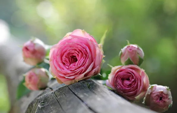 Flowers, nature, roses, log