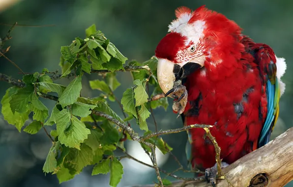 Leaves, branches, red, bird, feathers, beak, parrot, bokeh