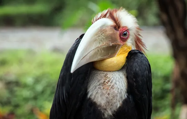 Nature, background, bird