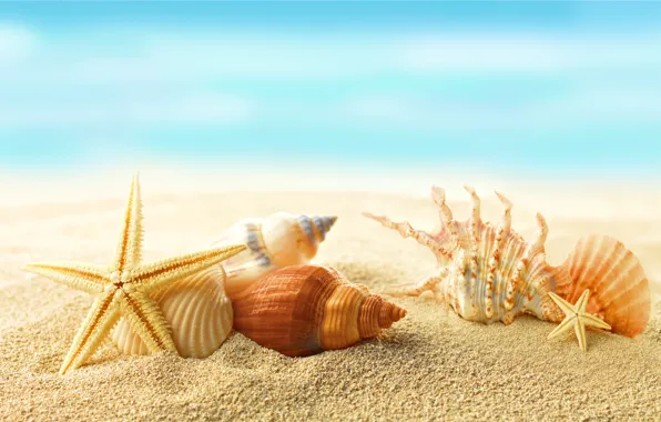 Sand, sea, beach, the sun, stars, shell, summer, sunshine