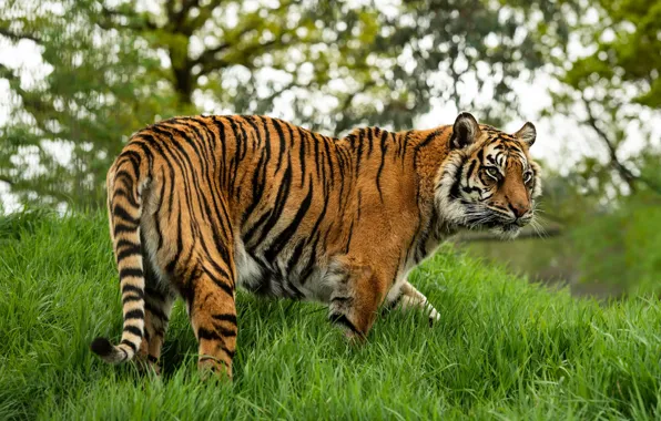 Picture grass, tiger, pose, walk