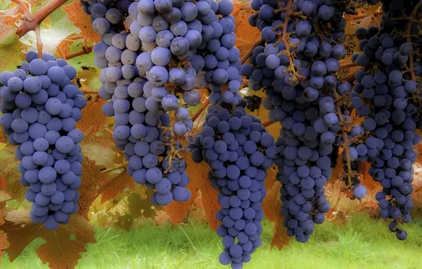 Macro, background, grapes