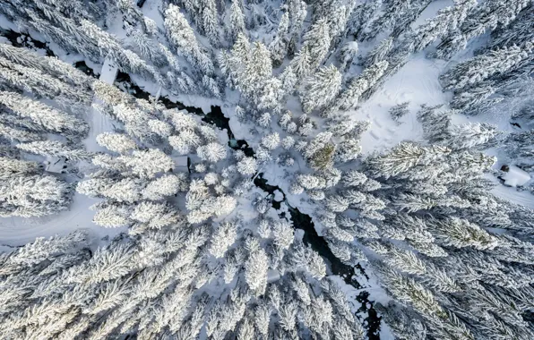 Winter, forest, snow, the view from the top