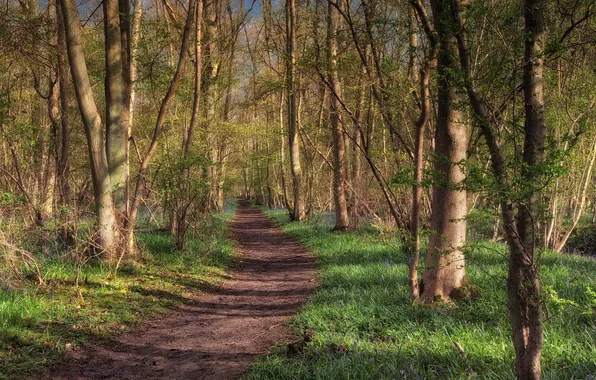 Road, forest, trees, nature