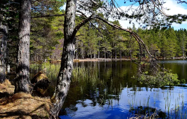 Picture water, trees, nature, lake, photo, Finland, Lapland