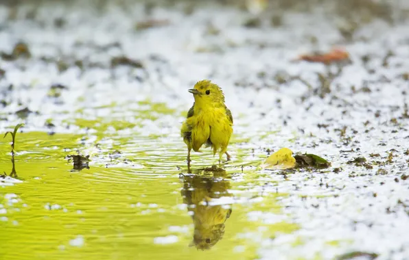 Nature, background, bird