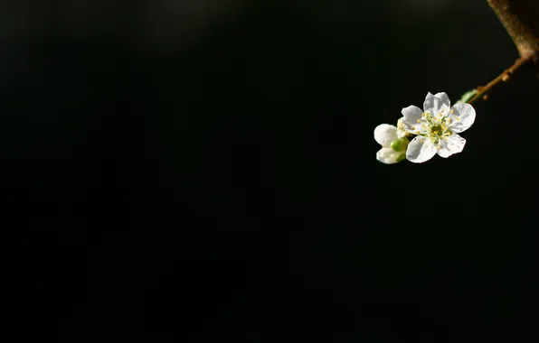 Picture cherry, background, black, branch, blooming