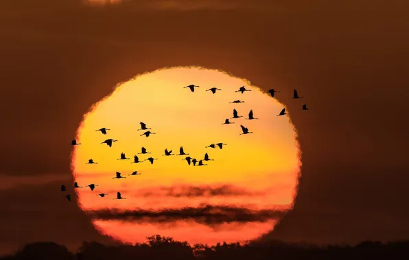 Picture the sun, birds, paint, bright, Sunset