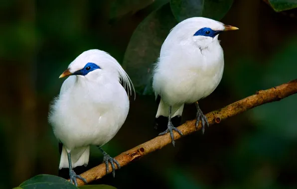 Picture birds, animal, bali, Bali Starlings