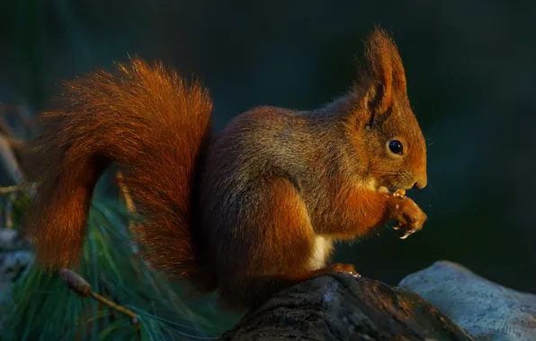 Stump, protein, rodent