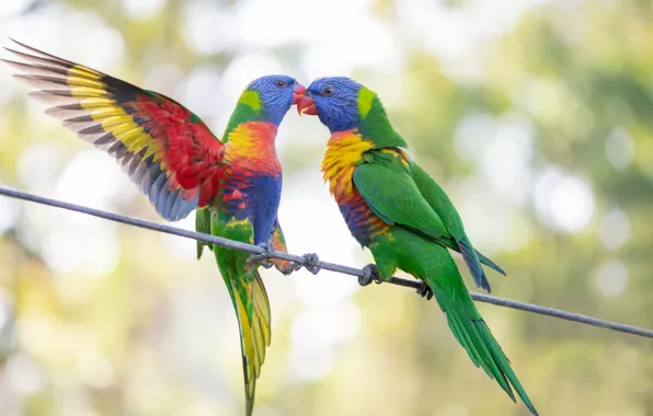 Birds, pair, parrots, green parrots, Fleur Walton