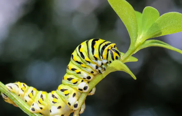 Macro, caterpillar, background