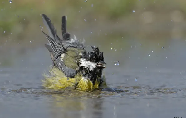Water, drops, bird, bathing, tit, DUELL ©