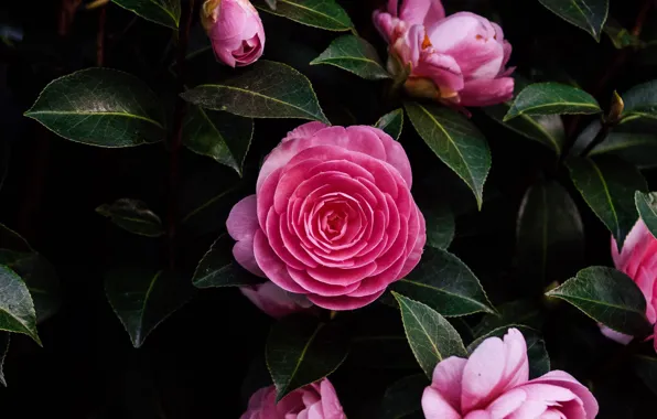 Flowers, Bush, roses, buds, peony roses