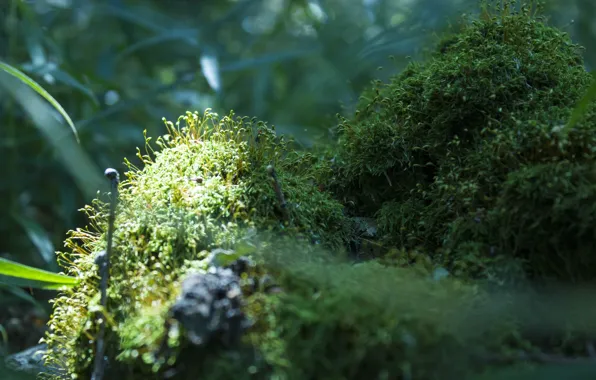 Greens, macro, nature, sprouts, background, moss