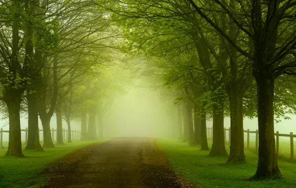 Road, forest, leaves, trees, nature, colorful, forest, road