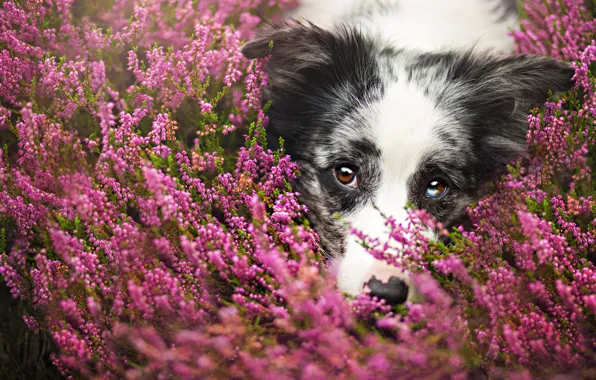 Face, flowers, close-up, portrait, dog, meadow, the border collie, Wallpaper from lolita777