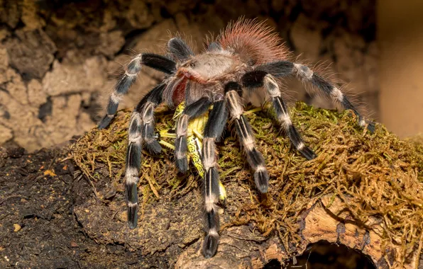 Photo, Spider, Animals, tarantula, Brazilian red tarantula