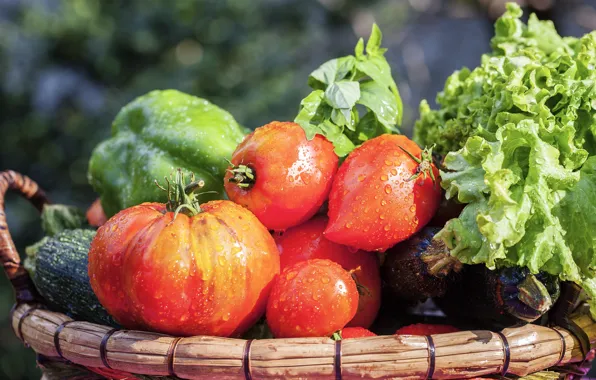 Pepper, tomatoes, salad
