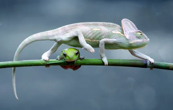 Look, chameleon, background, frog, stem, profile, a couple, bokeh
