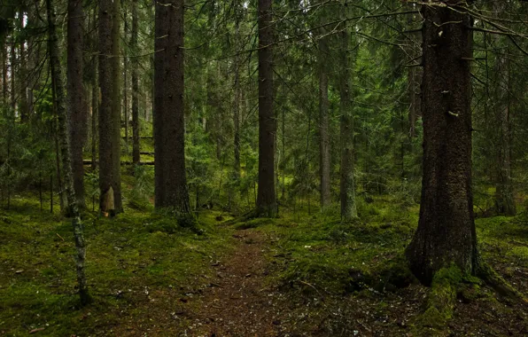 Forest, trees, nature, moss, path, Finland, Tampere