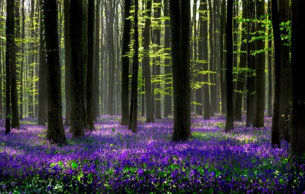 Forest, light, trees, flowers, nature, spring