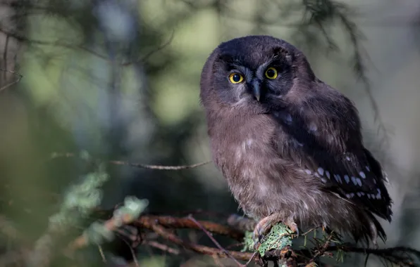 Look, background, owl, bird, needles, bokeh, owl, sychik