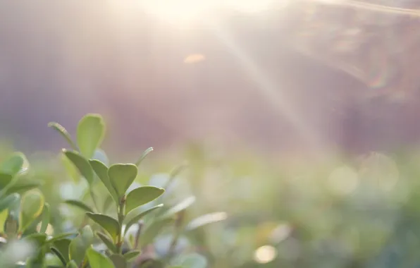 Macro, light, plant, leaves