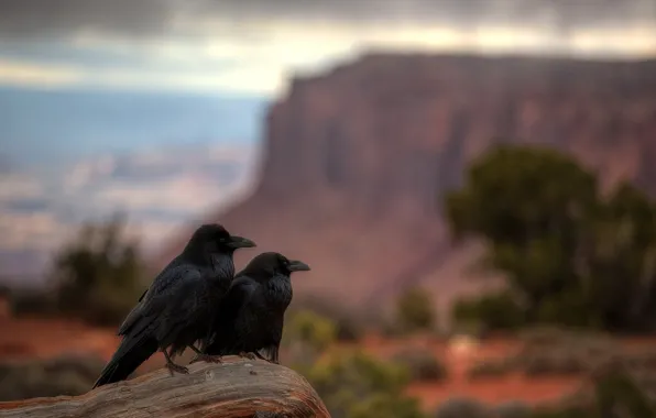Utah, Canyonlands National Park, Raven Repose